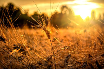 Close-up of stalks in field at sunset