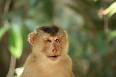 Portrait of monkey looking away