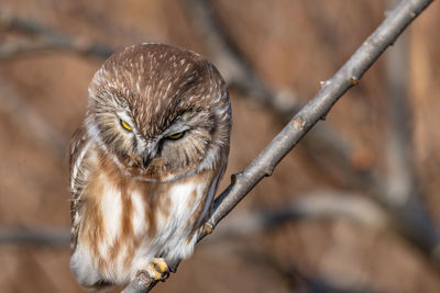 Close-up of owl perching on branch