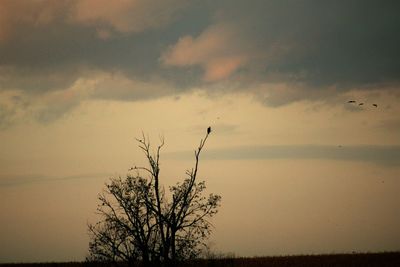 Silhouette of tree against sky during sunset