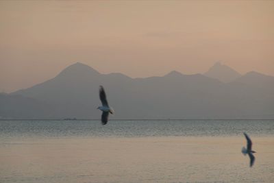 Bird flying over sea against mountains during sunset