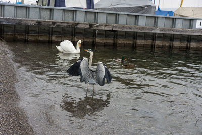 View of birds in lake