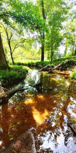 Stream amidst trees in forest