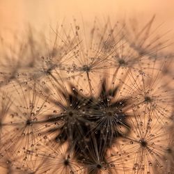 Close-up of dandelion against blurred background