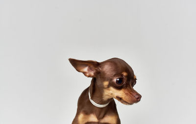 Close-up of dog against white background