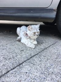 Portrait of cat on street