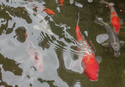 High angle view of koi fish in lake