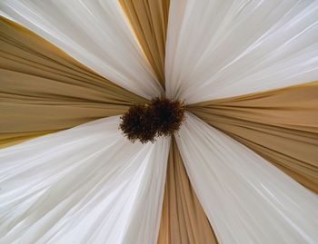 Close-up of white flower