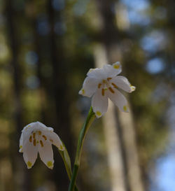 Close-up of white flowering plant