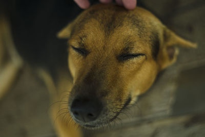 Close up portrait of shepherd dog brown and human hand petting his head