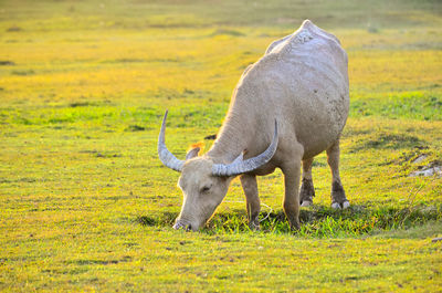 Horse grazing on field