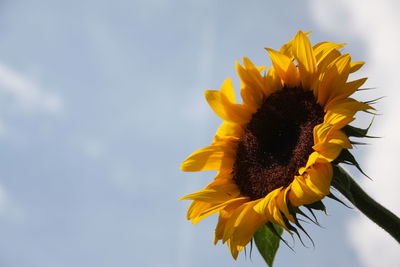 Low angle view of sunflower blooming against sky