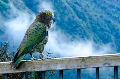 Kea perching on railing against mountain in foggy weather