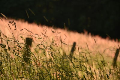 Close-up of crops on field