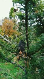 Plant growing on tree trunk