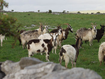 The burren in western ireland is home to wandering herds of wild goats
