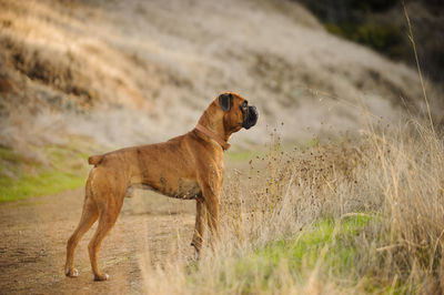 Dog looking away on land