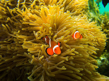 Fish swimming in sea