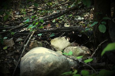 Close-up of forest