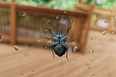 Close-up of insect on glass window