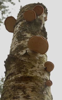 Close-up of tree against sky