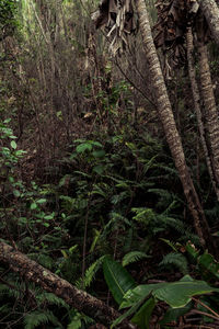 Plants and trees in forest