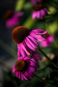 Close-up of pink flower