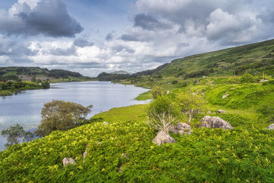 Beautiful lake, looscaunagh lough, with green ferns and bushes, ring of kerry, ireland