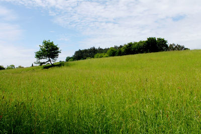 Scenic view of agricultural field against sky