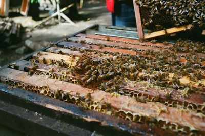 Close-up of honeycomb and bees