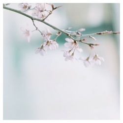 Close-up of cherry blossom plant