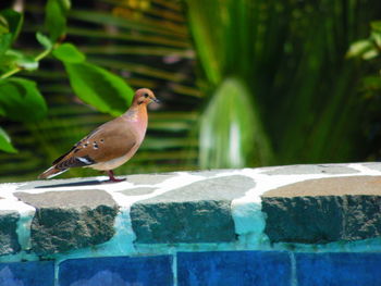 Bird perching on wall