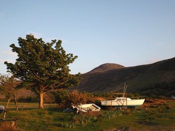 Scenic view of field against clear sky