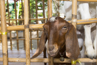 Goat standing in a shed