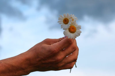 Close-up of hand holding flower against sky