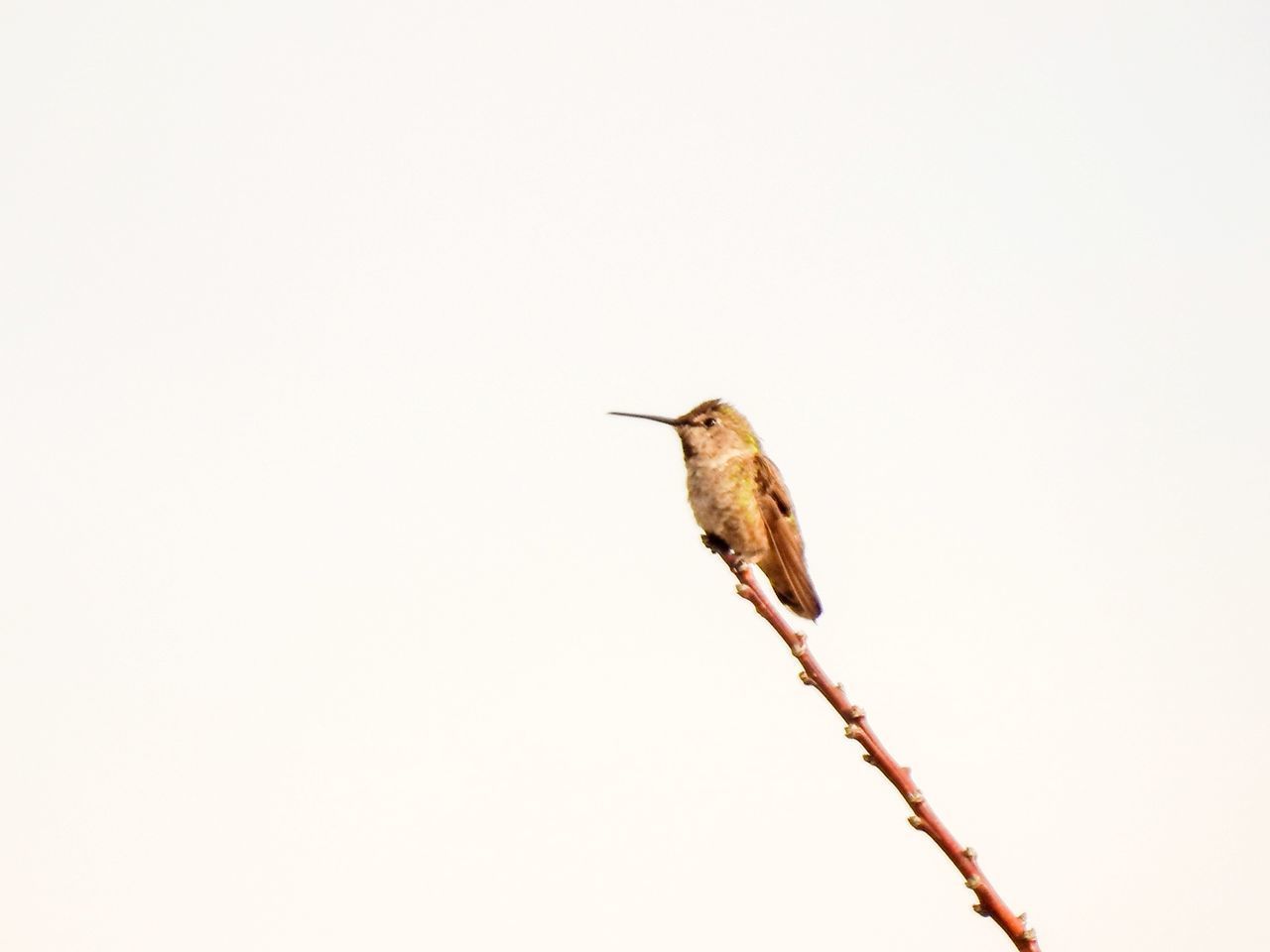 LOW ANGLE VIEW OF BIRD PERCHING ON BRANCH