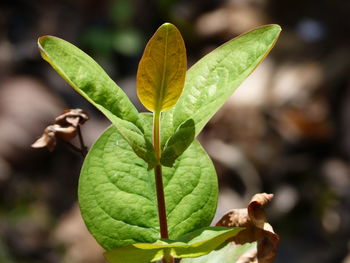 Close-up of fresh green plant