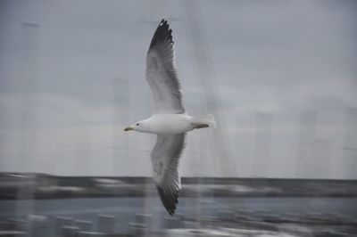 Bird flying against blurred background