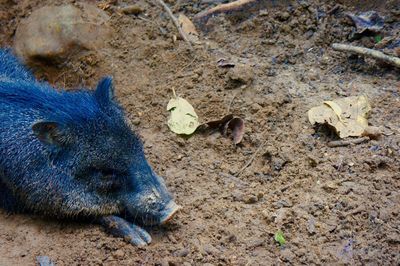 High angle view of crab on sand