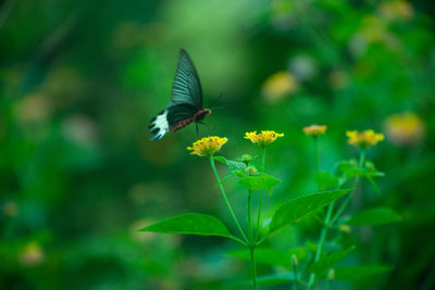 Butterfly pollinating flower