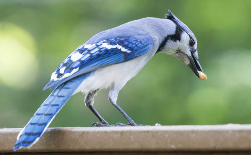 Close-up of bird perching on railing