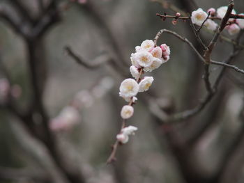 Close-up of cherry blossoms in spring