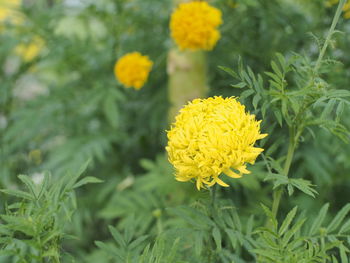 Close-up of yellow marigold flower