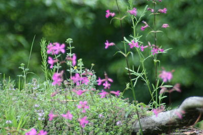 Close-up of pink flowering plants on field