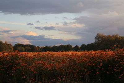 Scenic view of flowering plants on field against sky