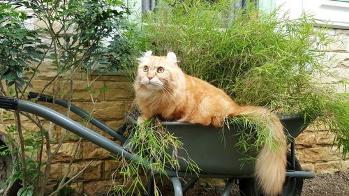 Portrait of cat sitting by plants