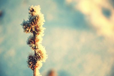 Low angle view of flower tree against sky