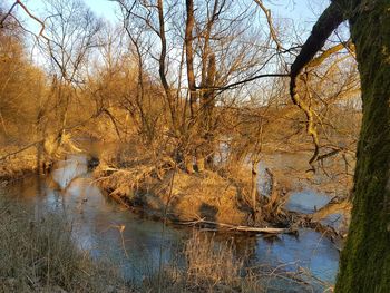 Reflection of trees in water