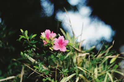 Close-up of pink flowering plants