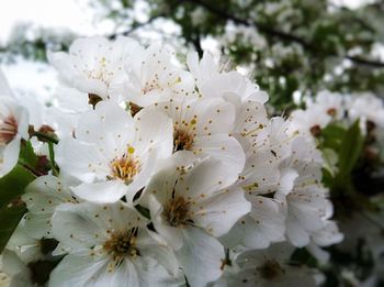 Close-up of white cherry blossoms blooming on tree